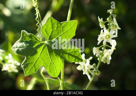 Foto di piante di cetrioli selvatici (radice della California, Marah Fabacea, Marah) a Ojai, California. Foto Stock