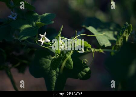 Foto di piante di cetrioli selvatici (radice della California, Marah Fabacea, Marah) a Ojai, California. Foto Stock