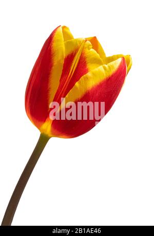 singolo tulipano rosso giallo isolato su sfondo bianco isolato Foto Stock