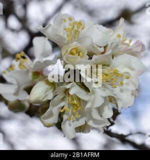 Gruppo di fiori di mandorla sul ramo Foto Stock