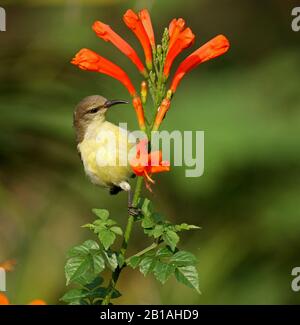 Una femmina Sunbird rumata viola seduto sul ramo di una bella pianta da fiore - fotografata in un parco urbano a Bangalore (India) Foto Stock