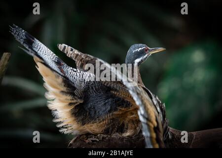 Uccello Sunbittern (Caurale Soleil) dal retro con sfondo scuro Foto Stock