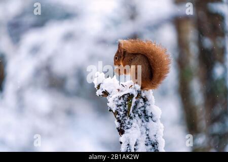 Squirrel rosso (Sciurus vulgaris) su palo di legno coperto di neve nella foresta scozzese - fuoco selettivo Foto Stock