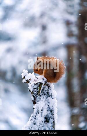 Squirrel rosso (Sciurus vulgaris) su palo di legno coperto di neve nella foresta scozzese - fuoco selettivo Foto Stock