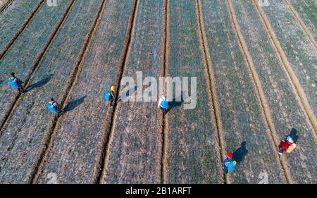 Gli agricoltori cinesi spruzzano il terreno nutritivo nel campo delle cipolle durante la stagione primaverile di aratura a Daying Village, Daying Town, Xinghua City, nella provincia Jiangsu della Cina orientale il 23rd febbraio 2020. (Foto di Tang Dehong / Costfoto/Sipa USA) Foto Stock