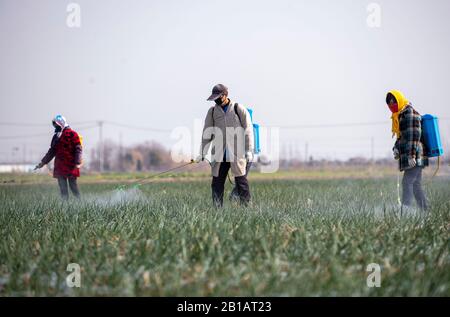 Gli agricoltori cinesi spruzzano il terreno nutritivo nel campo delle cipolle durante la stagione primaverile di aratura a Daying Village, Daying Town, Xinghua City, nella provincia Jiangsu della Cina orientale il 23rd febbraio 2020. (Foto di Tang Dehong / Costfoto/Sipa USA) Foto Stock