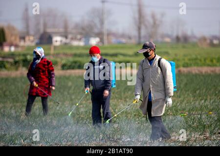 Gli agricoltori cinesi spruzzano il terreno nutritivo nel campo delle cipolle durante la stagione primaverile di aratura a Daying Village, Daying Town, Xinghua City, nella provincia Jiangsu della Cina orientale il 23rd febbraio 2020. (Foto di Tang Dehong / Costfoto/Sipa USA) Foto Stock