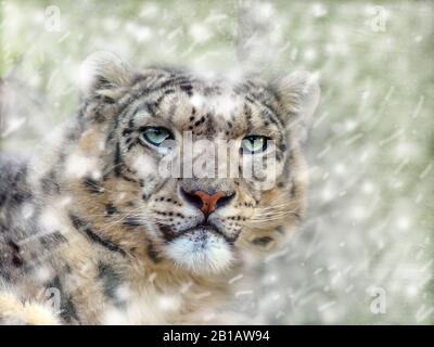 Ritratto di leopardo di neve in cattività o oncia Panthera uncia Foto Stock