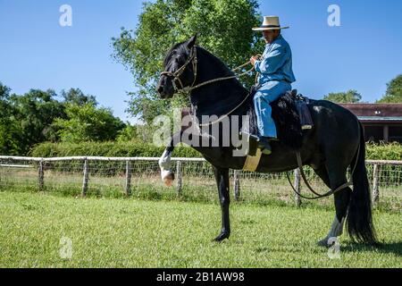 Allenatore Roberto Quijandria a cavallo LEA Conquistador, peruviano 'paso' cavallo, facendo La Passeggiata spagnola, Estancia Alegre, Alcalde, New Mexico USA Foto Stock