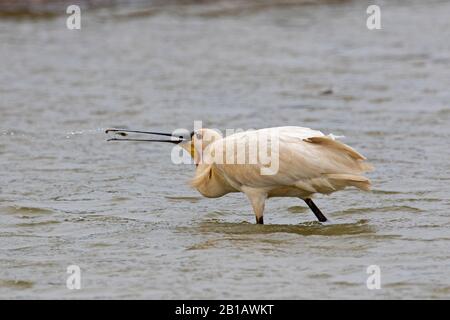 Cucchiaio eurasiatico / cucchiaio comune (Platalea leucorodia) in allevamento piumaggio cattura crostaceo in acqua bassa in primavera Foto Stock