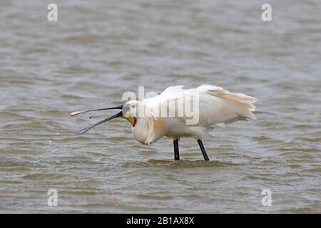 Cucchiaio eurasiatico / cucchiaio comune (Platalea leucorodia) in allevamento piumaggio cattura crostaceo in acqua bassa in primavera Foto Stock