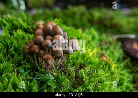 Un macro shot dettagliato con profondità di campo poco profonda su un piccolo gruppo di funghi coprinellus, con cappe marroni che crescono in bosco con sfondo verde sfocato Foto Stock