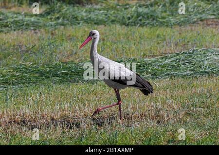 Cicogna bianca (Ciconia ciconia) foraging in prato / prato in primavera Foto Stock