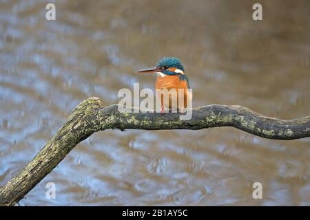 Common Kingfisher (Alcedo atthis) Foto Stock