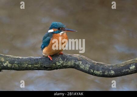 Common Kingfisher (Alcedo atthis) Foto Stock