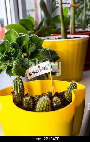 Piante verdi e fiori sul davanzale in un appartamento della città. Cactus Foto Stock