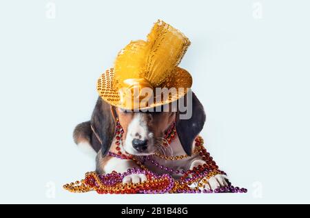 mardi gras cucciolo con lunghe orecchie in perline multicolore e cappello carnevale si trova su sfondo bianco Foto Stock