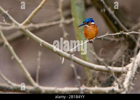 Malachite Kingfisher, (Alcedo cristata), giovane adulto, fiume Gambia, Gambia. Foto Stock