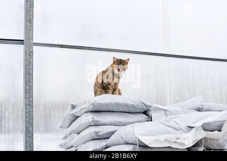 gatto fattoria si siede su una pila di sacchi vicino alla parete trasparente della serra, caccia roditori Foto Stock