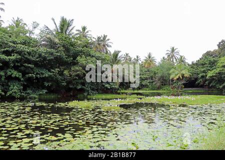 Lago con gigli d'acqua su Big Island Hawaii palme viaggio Foto Stock