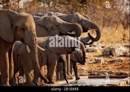 Mandria di elefanti che bevono in un buco d'acqua nel caldo della giornata, Etosha |Parco Nazionale, Namibia Foto Stock