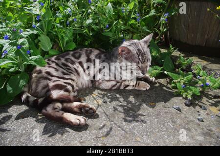 Gatto Bengala seduto sul patio Foto Stock