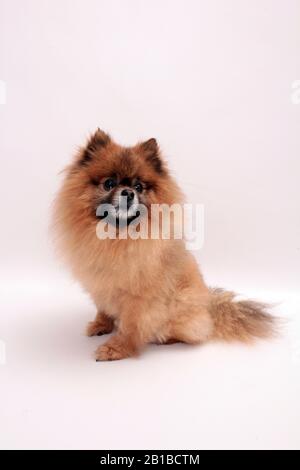 Cane di Pomeranian Foto Stock