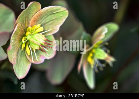 Helleborus "Neve Alla Cannella" Foto Stock