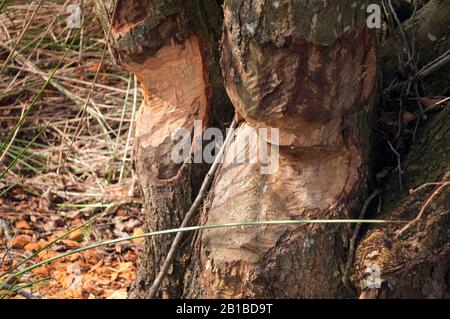 Primo piano colpo di tronco di albero grande corteccia masticato gnawed da castori . Legno scheggiato e segatura intorno all'albero. Beavers costruzione diga da un torrente o guardando Foto Stock