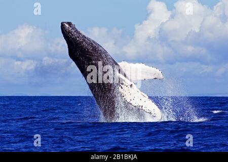 Una megattere viola al largo della costa di Maui, Hawaii. Foto Stock