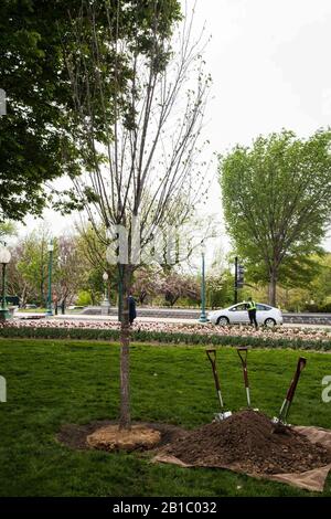 Programma Fulbright Cerimonia Commemorativa Dell'Albero Piantando (25977211904). Foto Stock