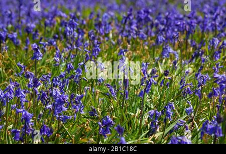 Fiori di bluebell selvatici, blu vibrante in fiore viola. Stagione primaverile alle isole Saltee, Irlanda, Europa. Hyacinthoides non-scripta fiori Foto Stock