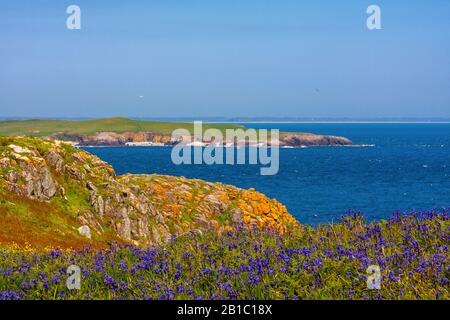 Paesaggio panoramico della costa irlandese con tappeti di fiori bluebell che si digradano al mare e scogliere rocciose ricoperte di lichen gialle. Isole Saltee, Irlanda Foto Stock