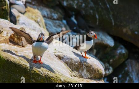 Due pulcinelle dell'Atlantico (Fratercola arctica) si ergono su rocce con una puffina che spalmava le ali aperte e puffing petto. Saltee Islands, Wexford, Irlanda Foto Stock