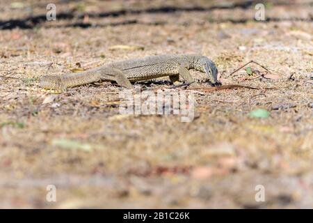 Una goanna di sabbia australiana in giro per una cena mattutina nel paese di Cape York in Australia. Foto Stock