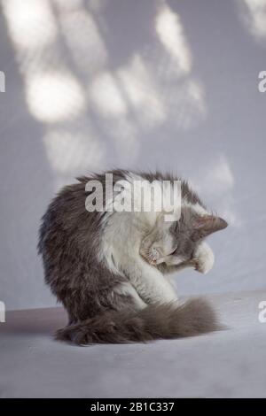 Gatto grigio adulto vergognato. Cute gatto lecca il suo corpo. Il gatto grigio ha zampe sopra il suo volto Foto Stock