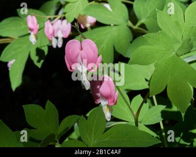 Un fiore di cuore sanguinante della primavera conosciuto anche come lamprocapnos spectabilis ed precedentemente il dicentra. Foto Stock