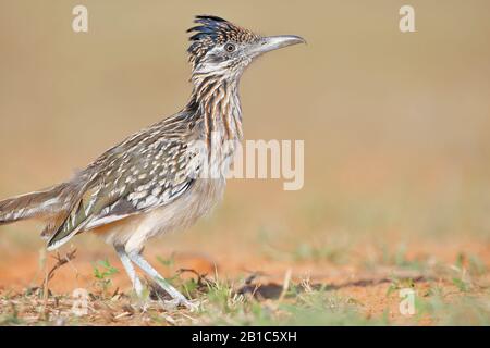 Greater Roadrunner (Geoccyx californnianus), Texas meridionale, Stati Uniti Foto Stock