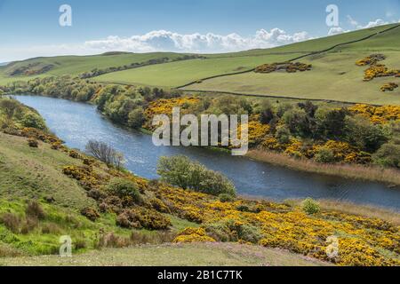 Il lago di St Abbs, situato nel Berwickshire, in Scozia, è una parte importante Della Riserva naturale nazionale di St. Abbs Head, che ospita uccelli d'acqua dolce Foto Stock