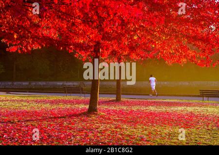 Pareggiatore di sunrise con Autunno a colori, Stanley Park seawall, Vancouver, British Columbia, Canada. Foto Stock
