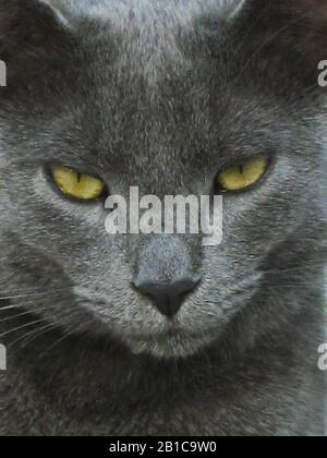 Primo piano ritratto di Cat grigio che guarda direttamente alla telecamera Foto Stock