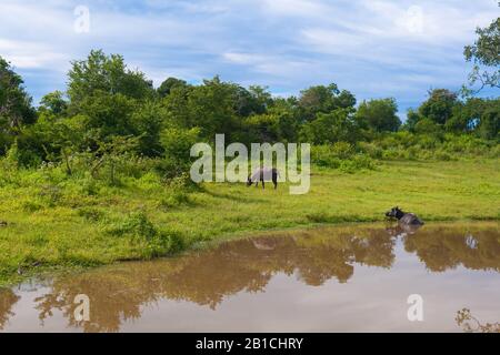 un paio di bufali d'acqua allo stagno. Sri Lanka Foto Stock