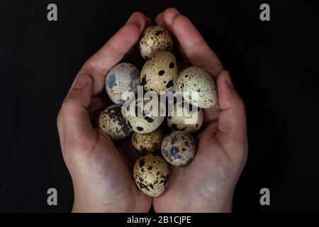 Industria di produzione di uova di Quail. Mani di donne irriconoscibili che detengono un mucchio di uova di quaglia in palme. Vista dall'alto. Vista dall'alto Foto Stock