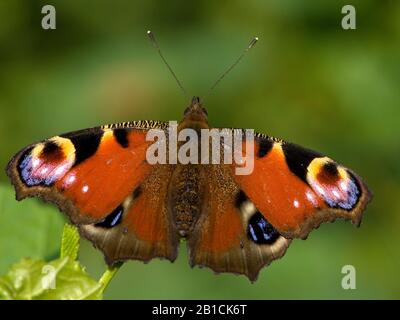 Peacock Butterfly, European Peacock (Inachis io, Nymphalis io, Aglais io), vista dall'alto, Paesi Bassi Foto Stock