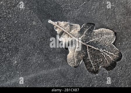 Foglia di quercia smerigliata, Olanda, Frisia, Delleboersterheide Foto Stock
