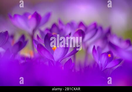 Croco bianco, croco di primavera (Crocus vernus ssp. Albiflorus, Crocus albiflorus), gruppo di fioritura, Paesi Bassi Foto Stock