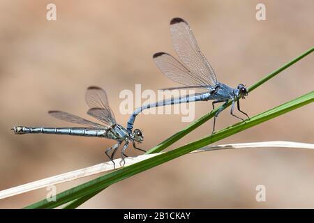 Orientjuffer, Odalisque, Egallage fatime (Egallage fatime), tandem, Turchia, Mugla Foto Stock