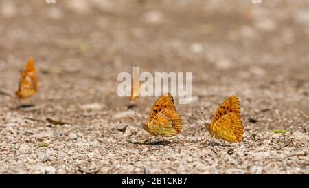 Alto fritillary marrone (Argynnis adippe, Fabriciana adippe), succhiare minerali dal suolo, Ungheria Foto Stock