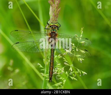 Downy smeraldo (Cordulia aenea), femmina, Olanda, Noord-Brabant Foto Stock