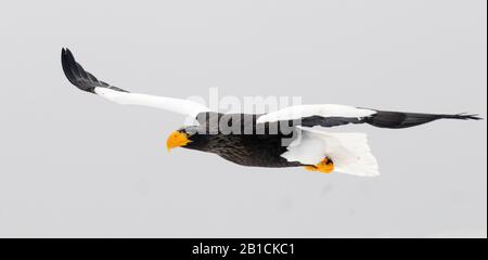 Aquila di mare di venditori (pelagicus di Halaeetus), in volo, Giappone, Hokkaido Foto Stock